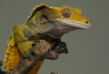 green and yellow lizard on brown wood