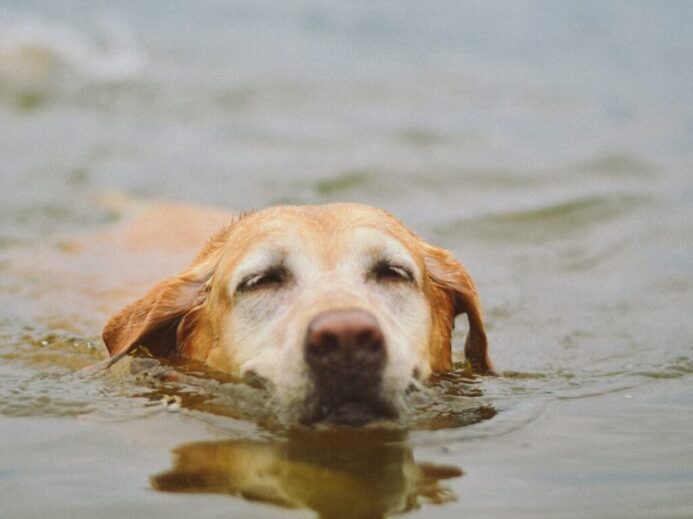 yellow labrador retriever on water during daytime