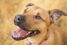short-coated brown dog
