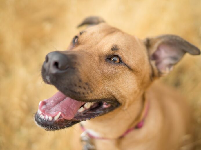 short-coated brown dog