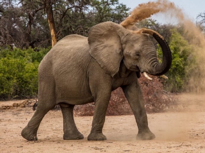 elephant play with brown sand