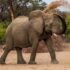 elephant play with brown sand