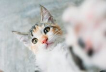 calico cat
