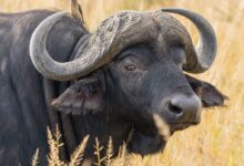 water buffalo on wheat field