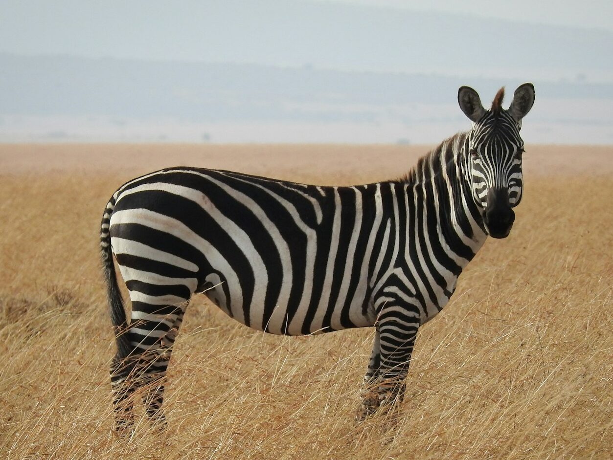 zebra in Savanna