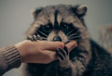 a raccoon being held by a woman's hand