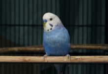 blue white and yellow bird in cage