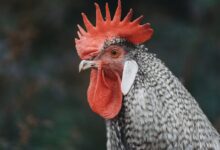 a close up of a rooster with a red comb