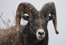 ram goat on snowy day