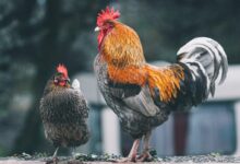red black and white rooster