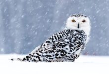 black and white eagle