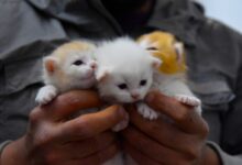 person holding white kitten during daytime