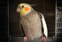 cockatiel on wire bird cage