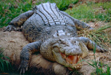 Saltwater Crocodile (Crocodylus porosus)