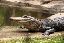 black crocodile on body of water during daytime
