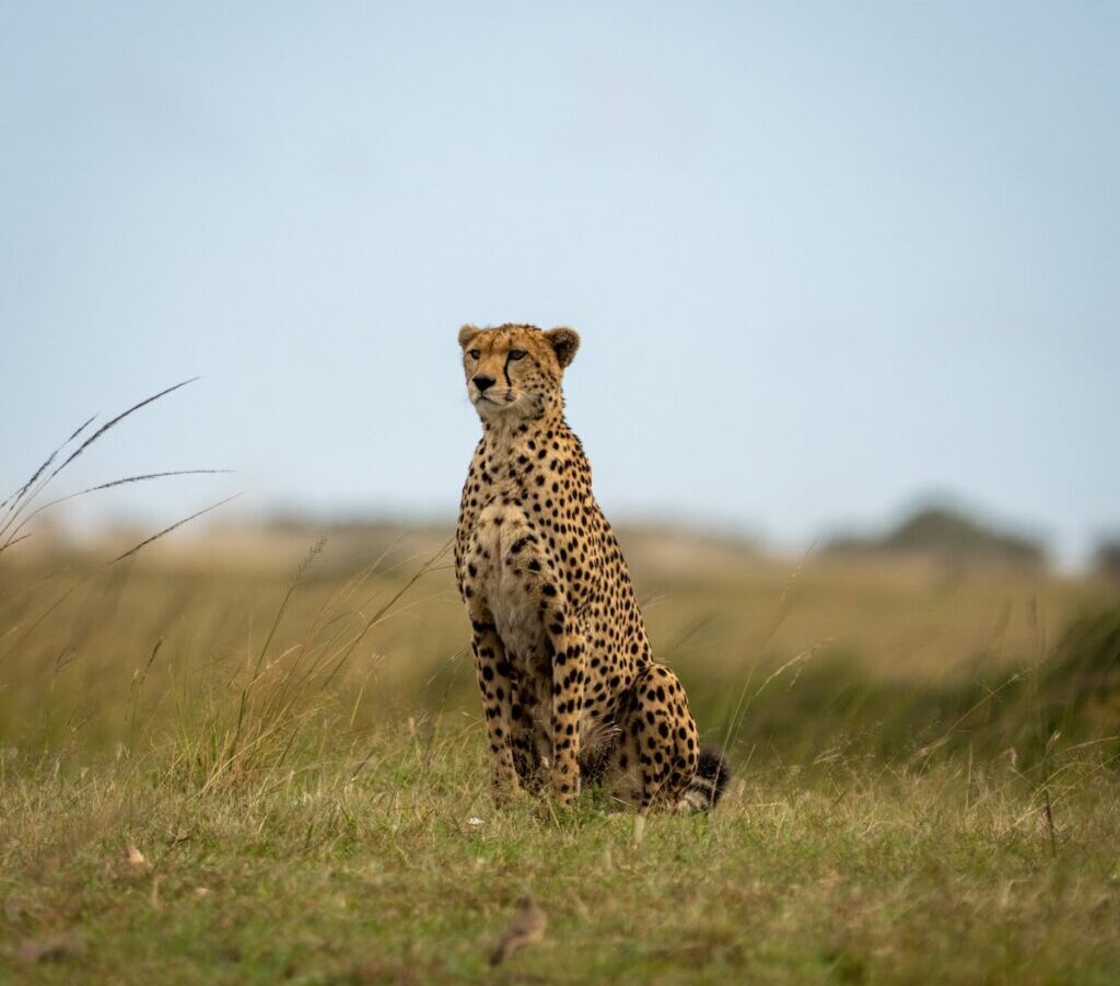 cheetah walking on green grass field during daytime