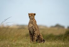 cheetah walking on green grass field during daytime