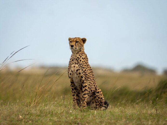 cheetah walking on green grass field during daytime