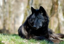 A Black Wolf Lying on Green Grass