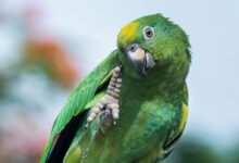 Close-Up Shot of a Parrot