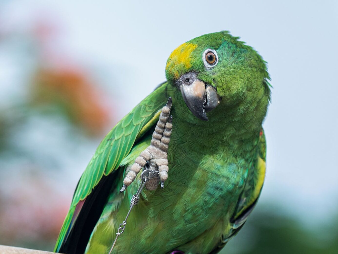 Close-Up Shot of a Parrot