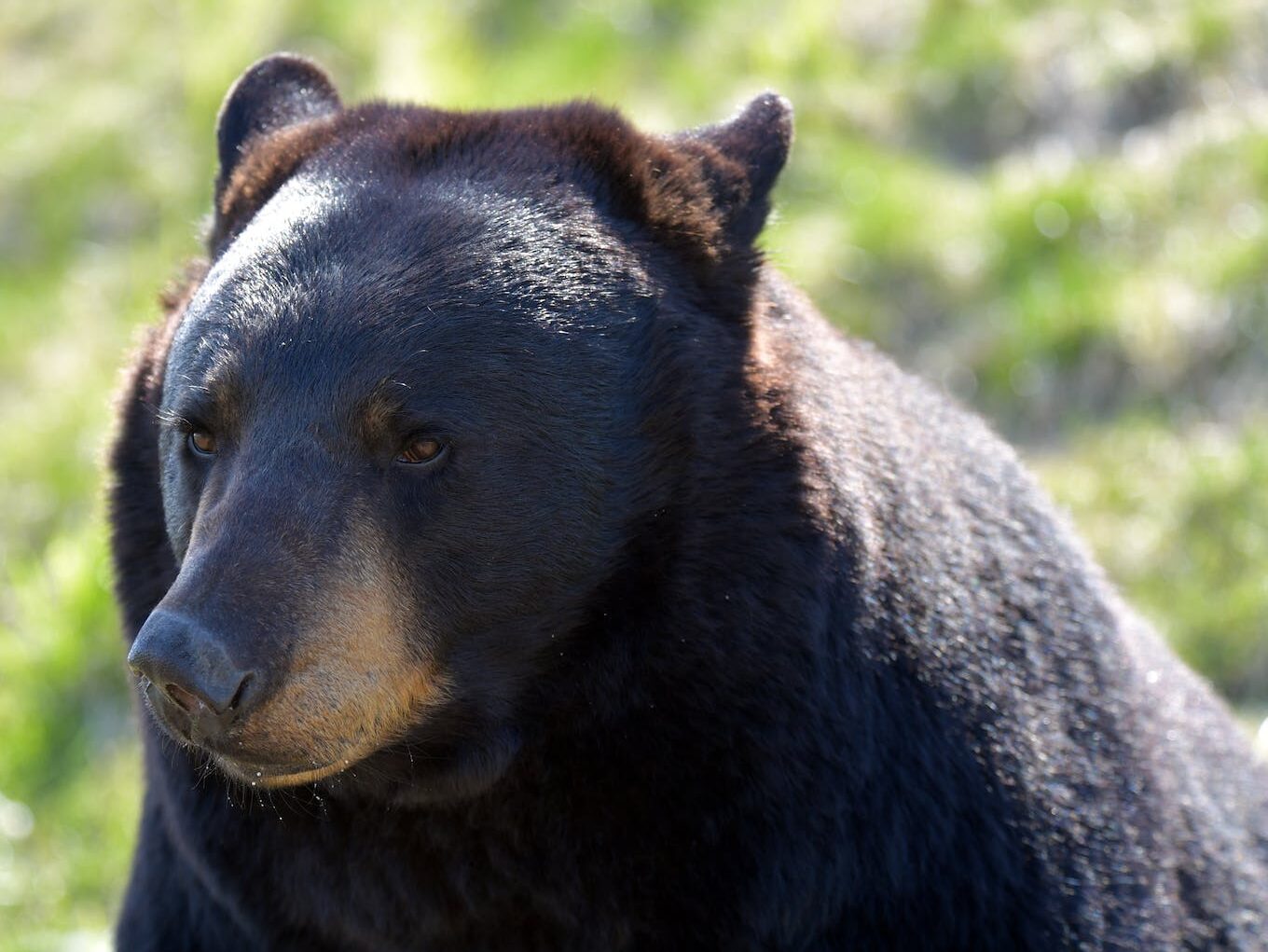 Close up of Black Bear