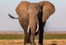 a large elephant standing in a dry grass field