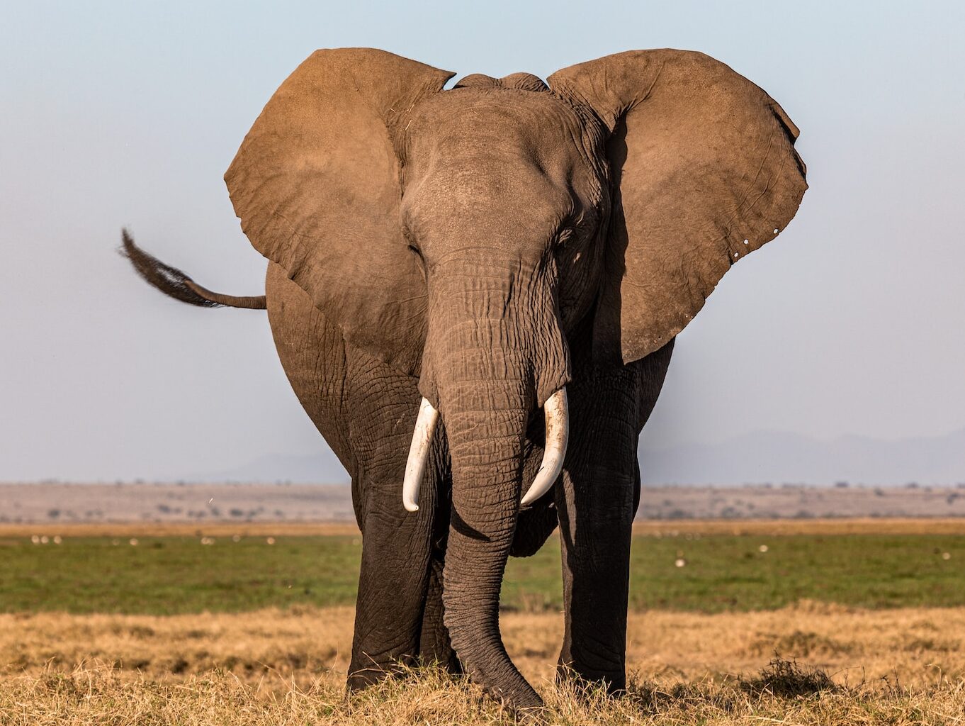 a large elephant standing in a dry grass field