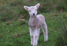 white and gray sheep lamb