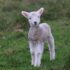 white and gray sheep lamb