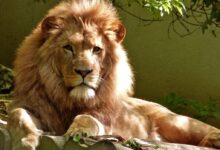 Close-up Portrait of Lion