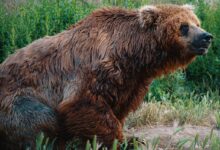 Photo of Wet Brown Grizzly Bear Sitting