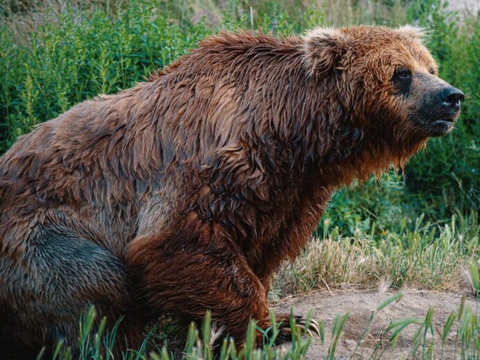 Photo of Wet Brown Grizzly Bear Sitting