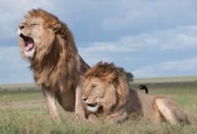Shallow Focus Photo of Two Brown Lions