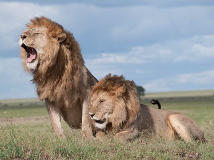 Shallow Focus Photo of Two Brown Lions