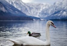 White Swan on the Lake