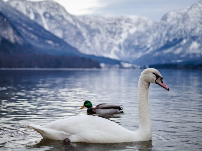 White Swan on the Lake