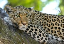 Leopard on Brown Trunk Tree