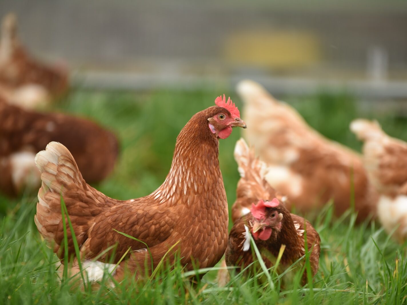 brown hen on green grass during daytime