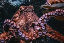 brown Octopus