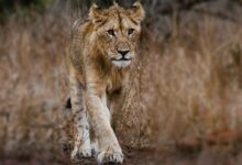 Photography of Young Lion