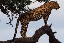 leopard standing on a tree branch