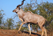 Male greater kudu