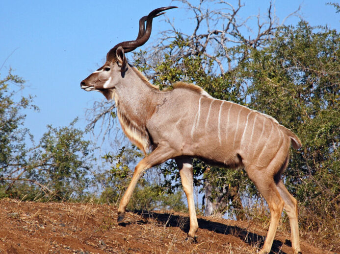 Male greater kudu