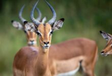 brown deer in tilt shift lens