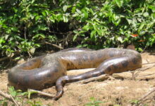 Anaconda