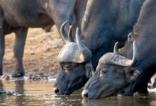 water buffalos