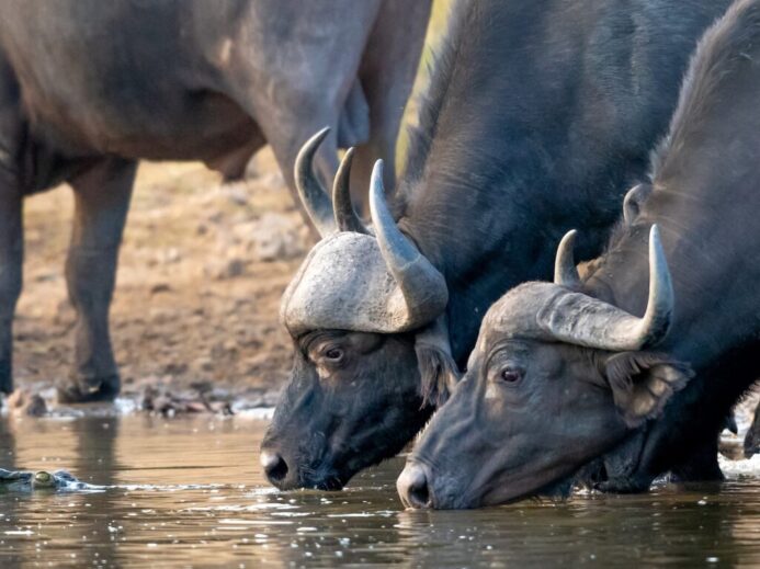 water buffalos