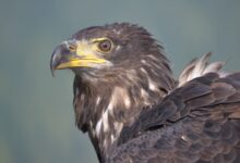 brown and white eagle in close up photography