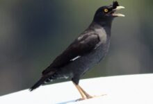 Crested Myna (Acridotheres cristatellus)